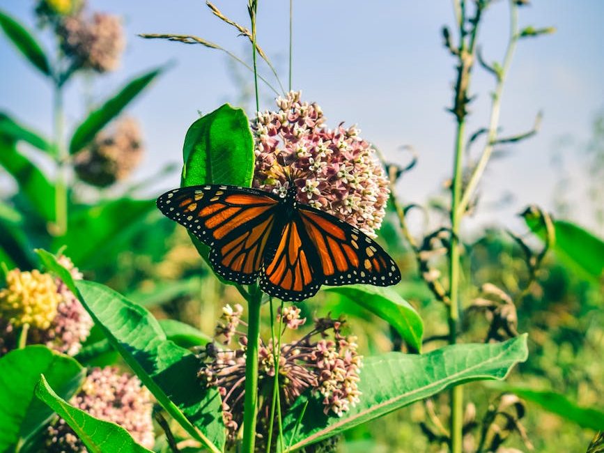 photo of a brown and black monarch butterfly on a flower